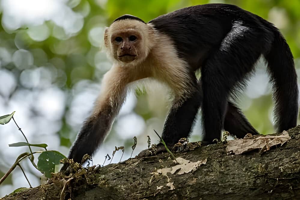 8 Day Transformative Women's Retreat in Jaco, Costa Rica 4