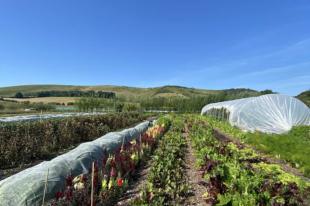 3 Day Weekend Wellness Camp at Lovebrook, UK 2