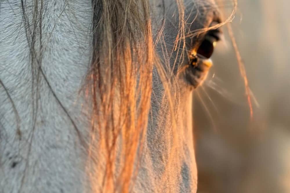 5 Day Somatic Horse Healing Retreat in Sao Luis, Portugal 3