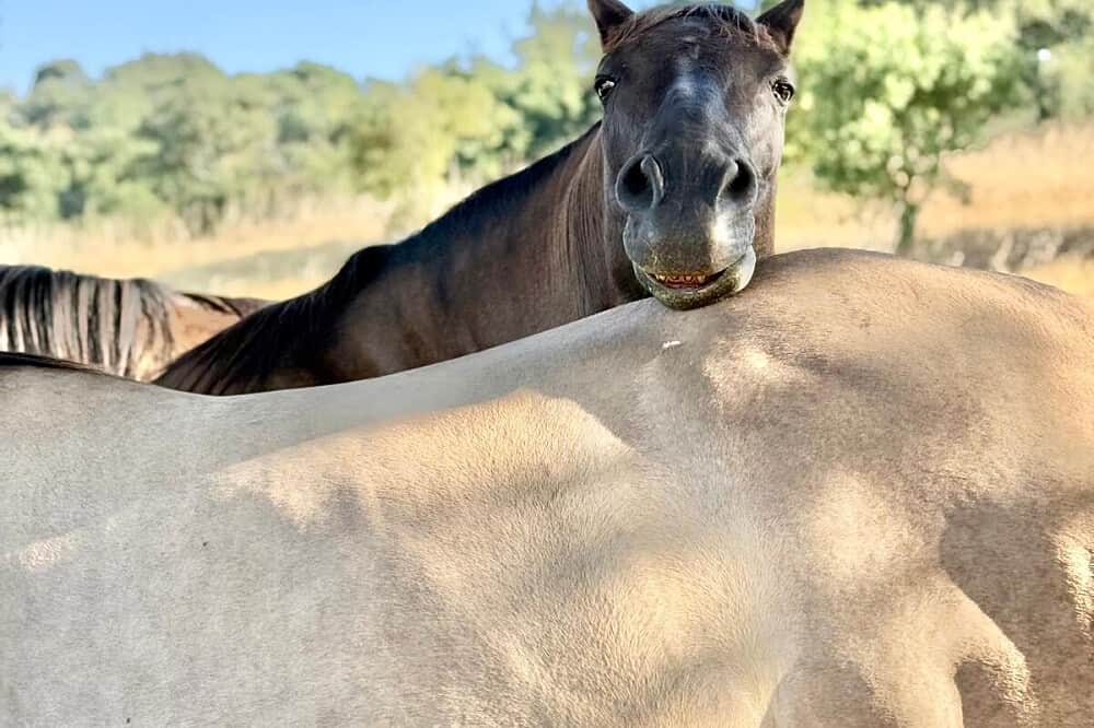5 Day Somatic Horse Healing Retreat in Sao Luis, Portugal 5