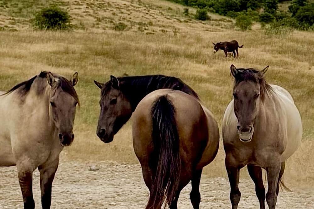 5 Day Somatic Horse Healing Retreat in Sao Luis, Portugal 7