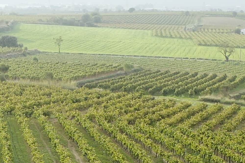 3 Day 1:1 Luxury Private Psilocybin Retreat in Spain 8