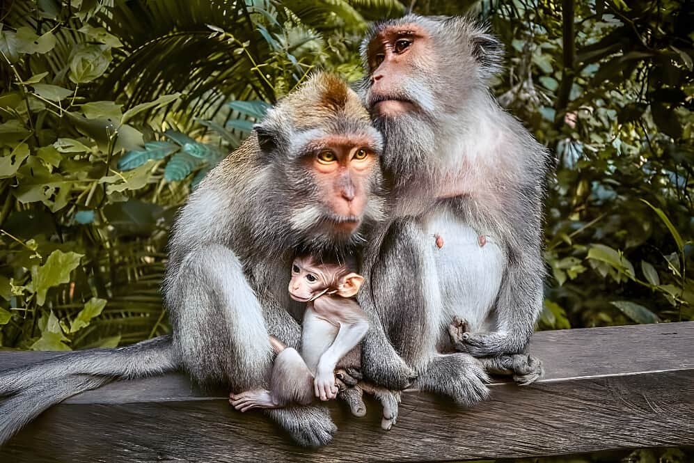 10 Day Spiritual Luxury Women's Retreat in Bali 6