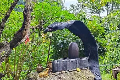 28 Day Full Body Ayurvedic Detox Retreat Program & Cleanse, India 4