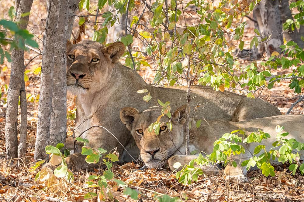 8 Day Wild & Free: Africa Retreat in Botswana 1