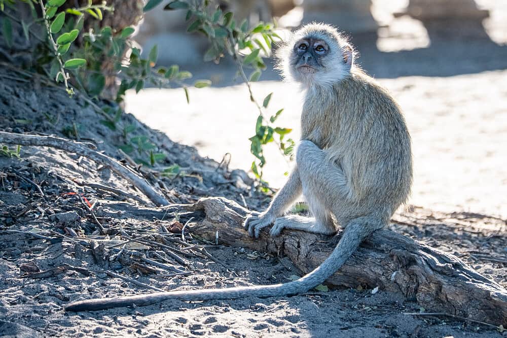 8 Day Wild & Free: Africa Retreat in Botswana 5