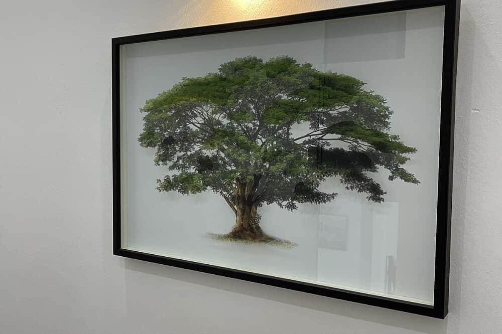 2 Day 1-1 Psilocybin Mushroom Retreat in Mexico 6