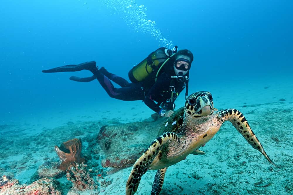 5 Day Mozambique Ocean Retreat: Dive, Research, Meditate 1