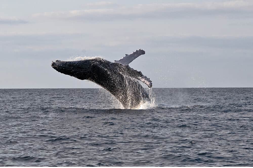 5 Day Mozambique Ocean Retreat: Dive, Research, Meditate 3