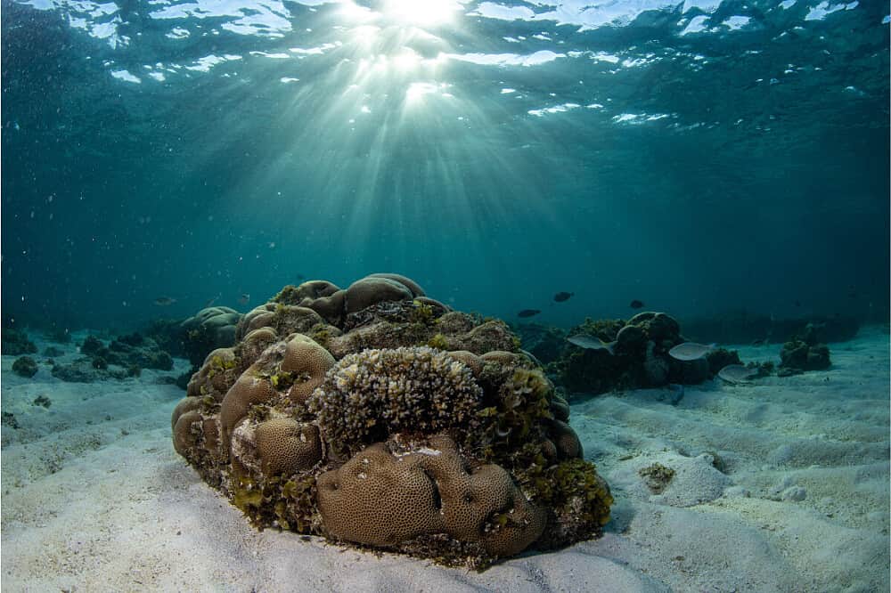 5 Day Mozambique Ocean Retreat: Dive, Research, Meditate 4