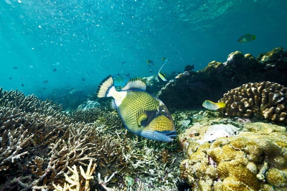 5 Day Mozambique Ocean Retreat: Dive, Research, Meditate 5