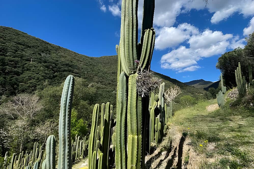 10 Day Medicine Walk in Silence: Mystical Rebirth Retreat, Spain 8