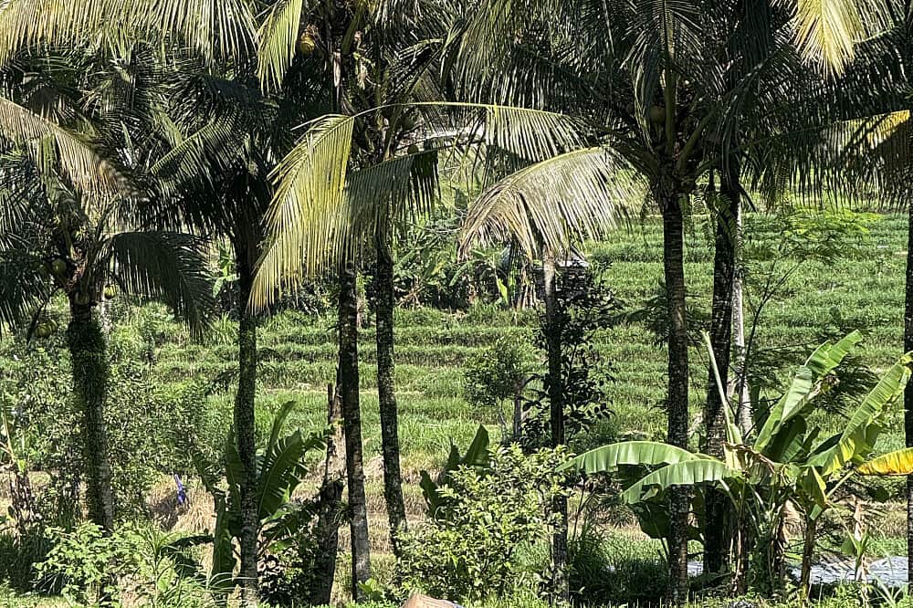 6 Day Yoga Retreat, A Sacred Journey of Renewal, Bali 6