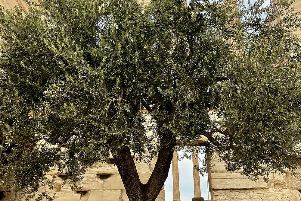 9 Day Rooted Greece Women's Pilgrimage Retreat in Delphi, Greece 6