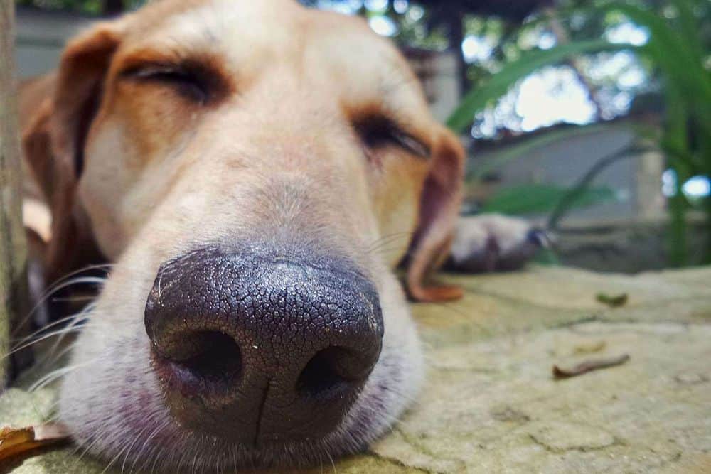 8 Day Healing Music & Yoga Retreat with Loving Dogs, Brazil 2