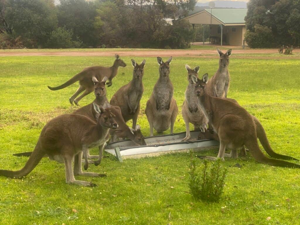 Mohanji Centre of Benevolence Australia 5