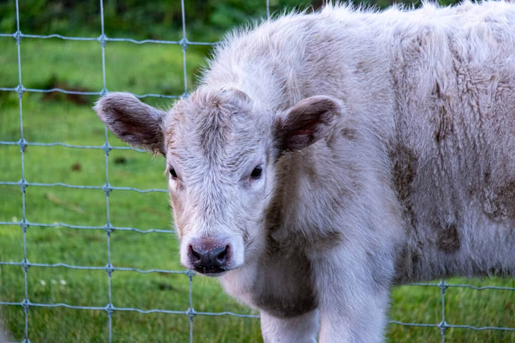 Mohanji Centre of Benevolence Australia 7