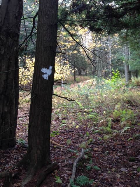 Holistic Horizons at Fiddlehead Grove Retreat 8