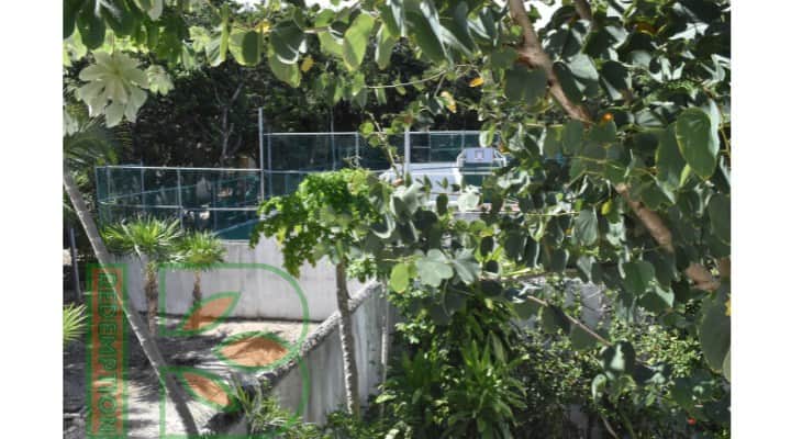 Redemption Ibogaine 8