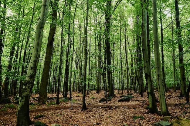 Oashisu Relaxation 2