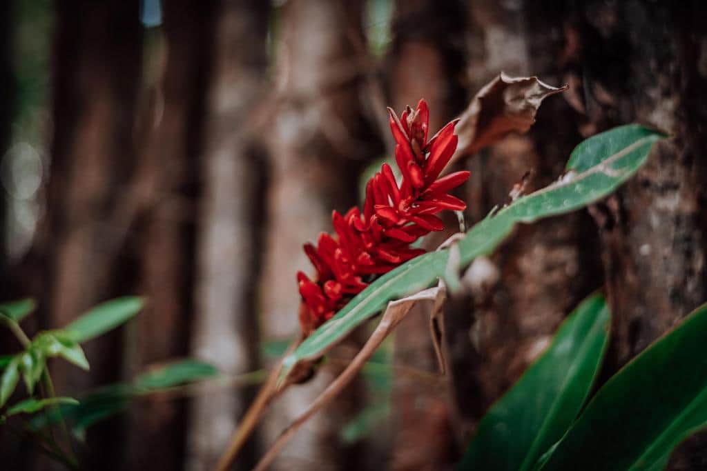 Healing Retreat In The jungle 5