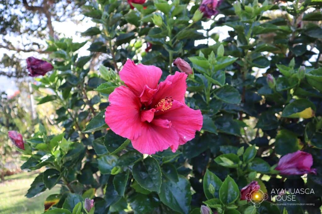 Ayahuasca House 5