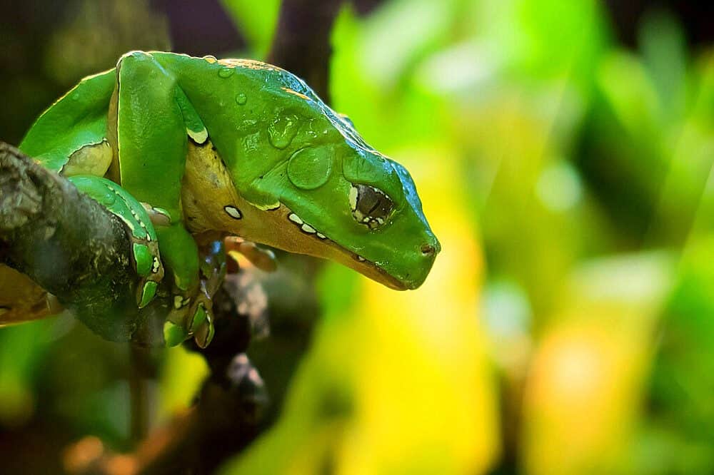 International Wellness Farm 4