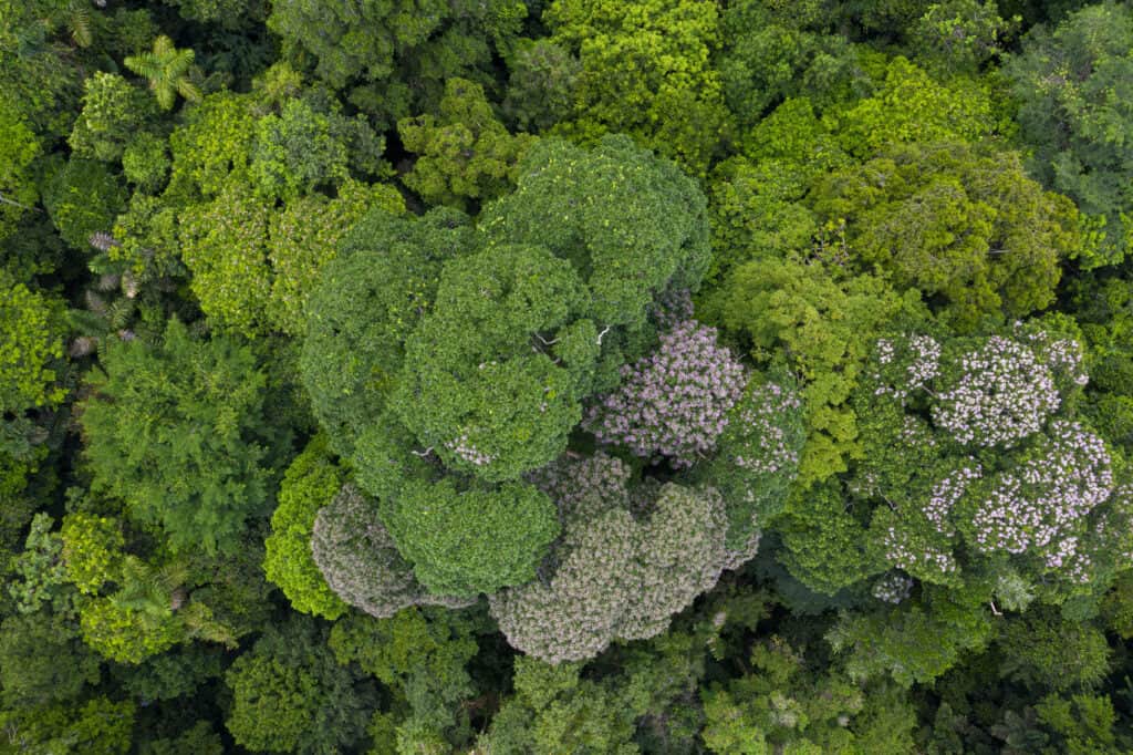 Finca Las Hormigas 2