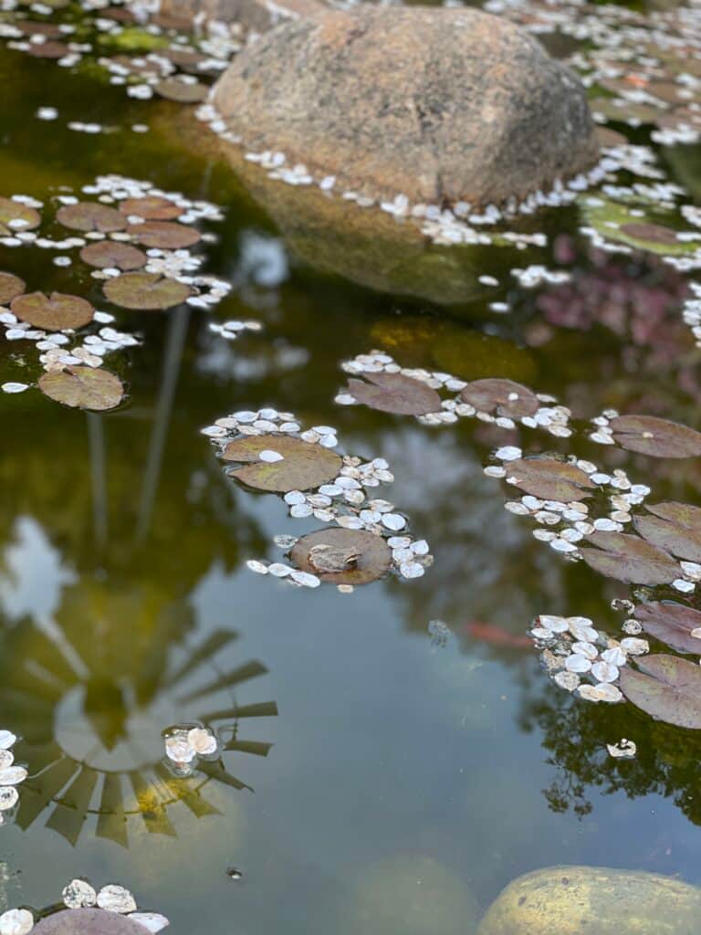 Hummingbird Valley 7