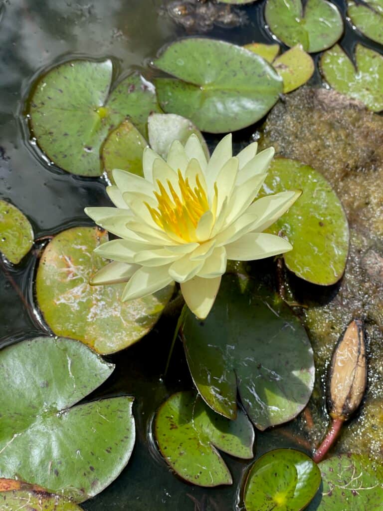 Hummingbird Valley 2