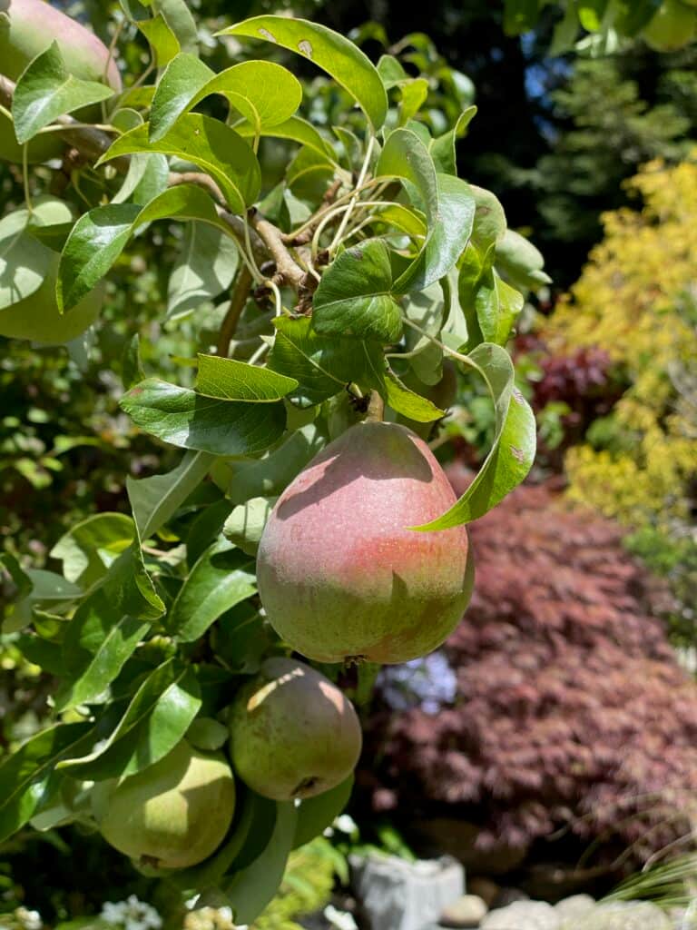 Hummingbird Valley 5