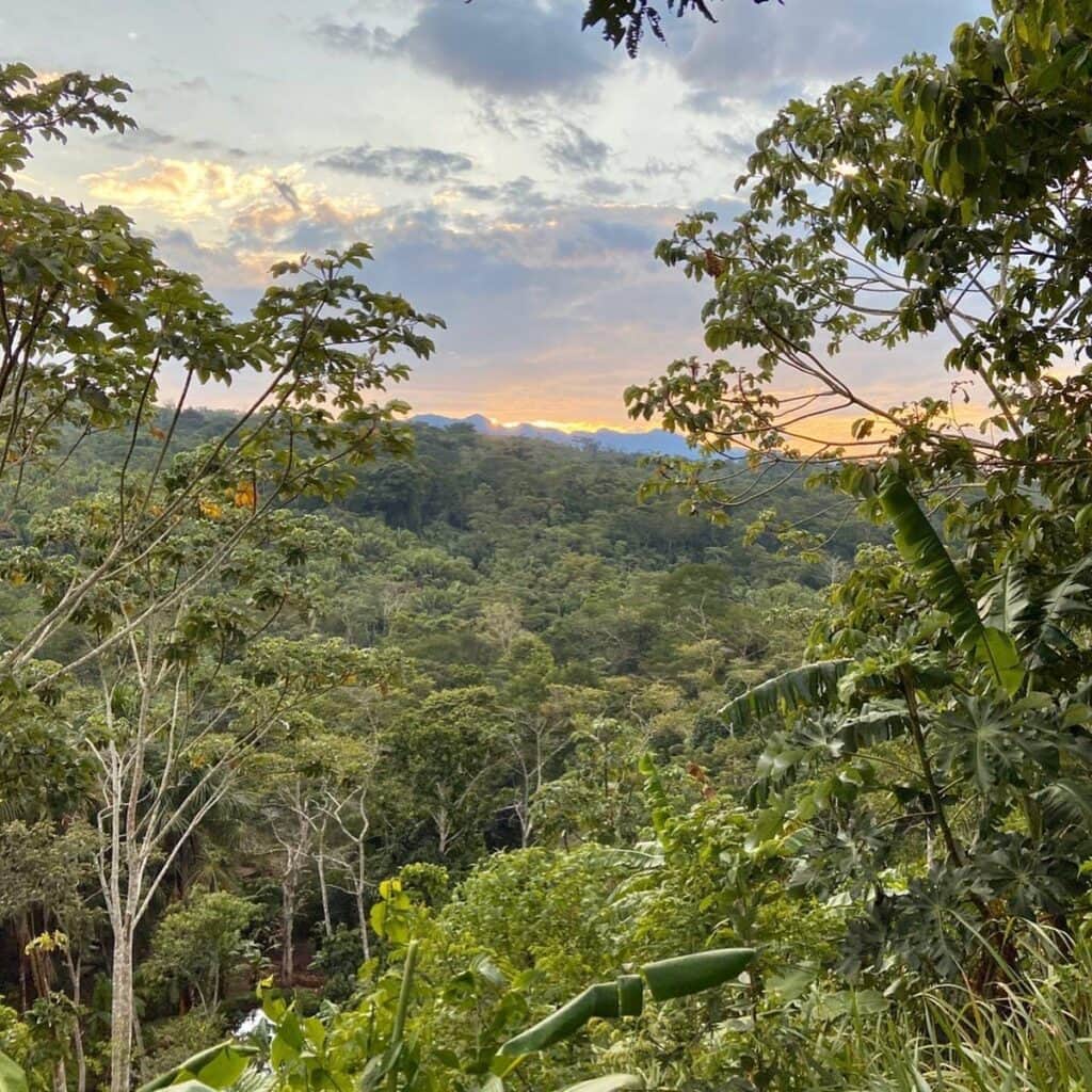 Authentic Ayahuasca & Teacher Plant Retreats 7