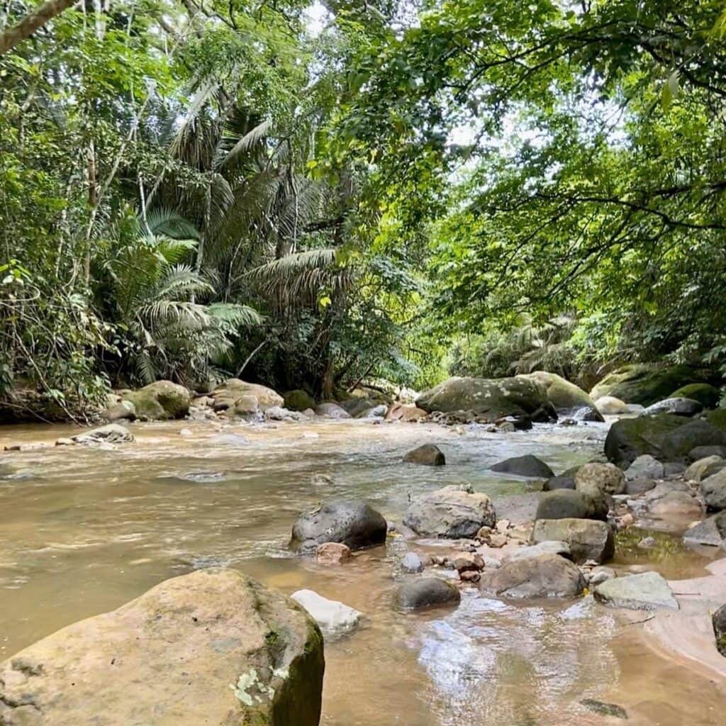 Authentic Ayahuasca & Teacher Plant Retreats 5