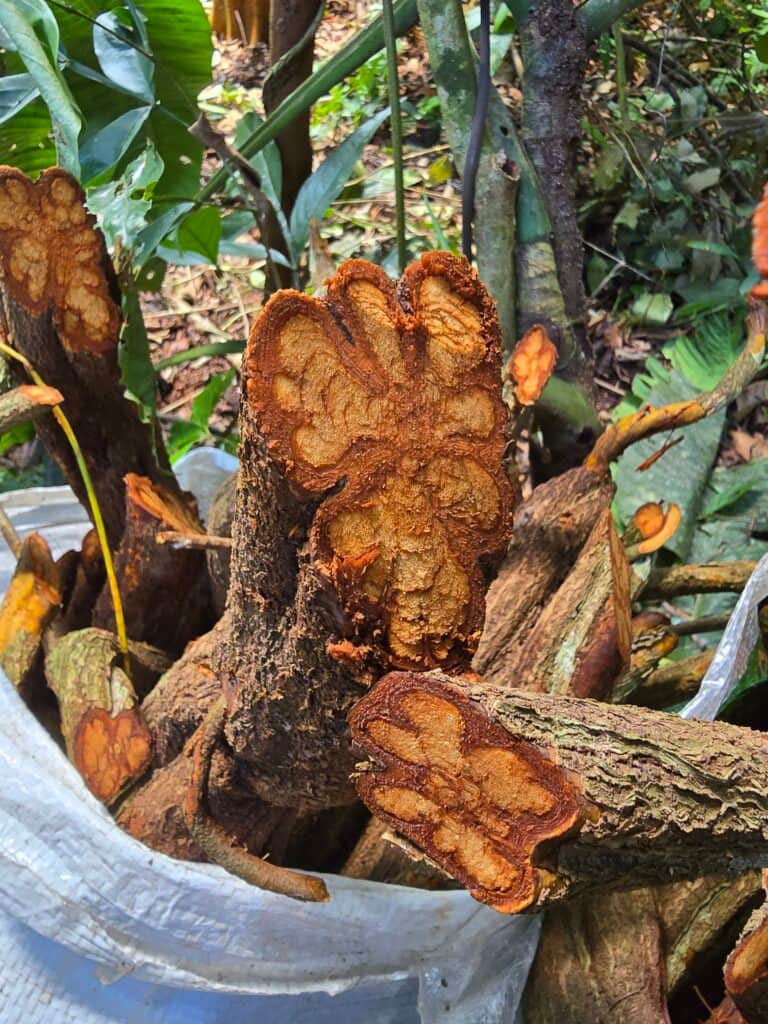 Planta Maestra Ayahuasca Healing Retreat Center 8