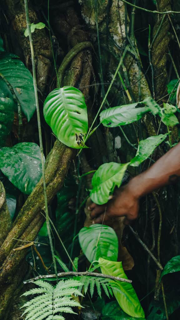 Planta Maestra Ayahuasca Healing Retreat Center 7