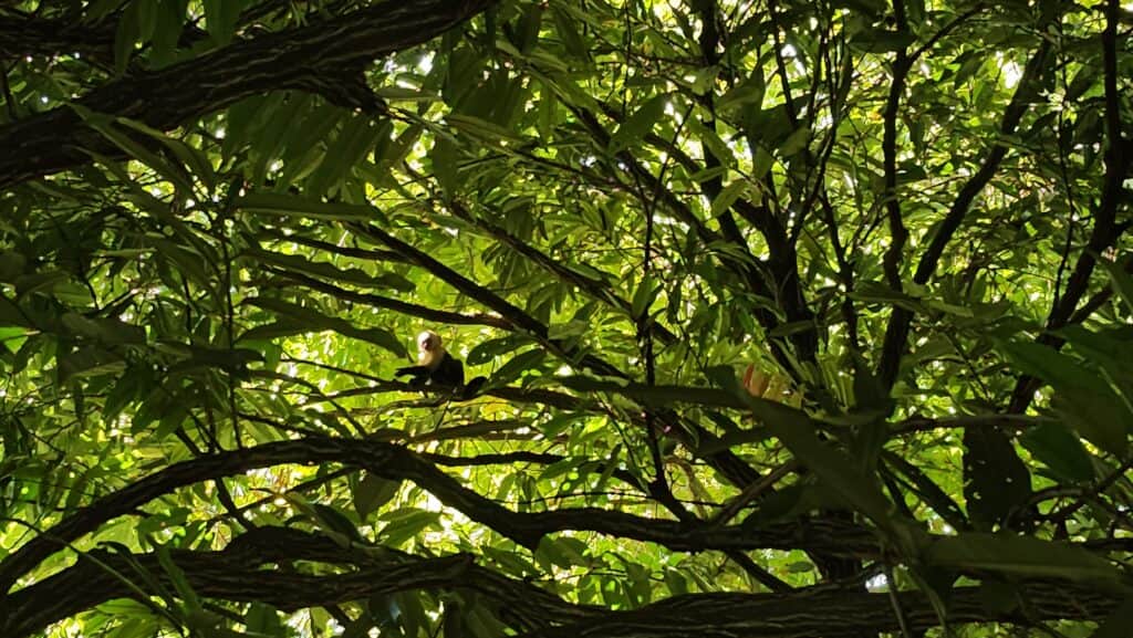 BellaVista Costa Rica - Curated Lifestyle Experiences 5