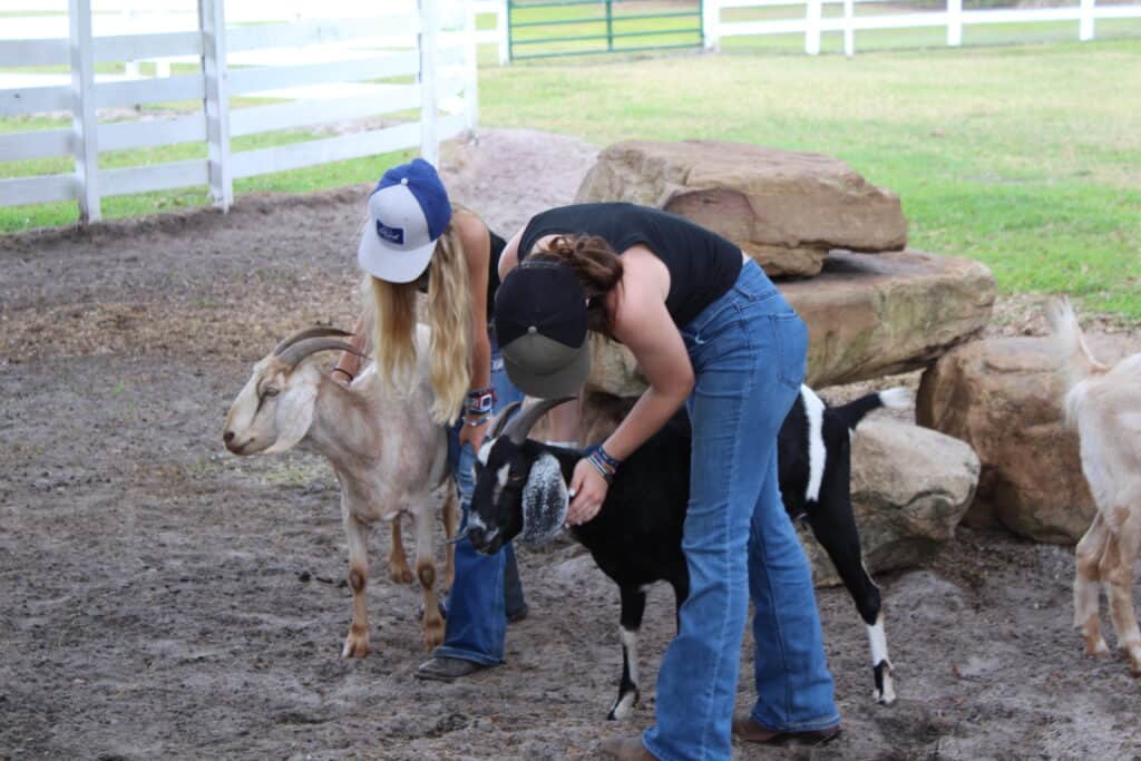 Angel's Animal Sanctuary 3