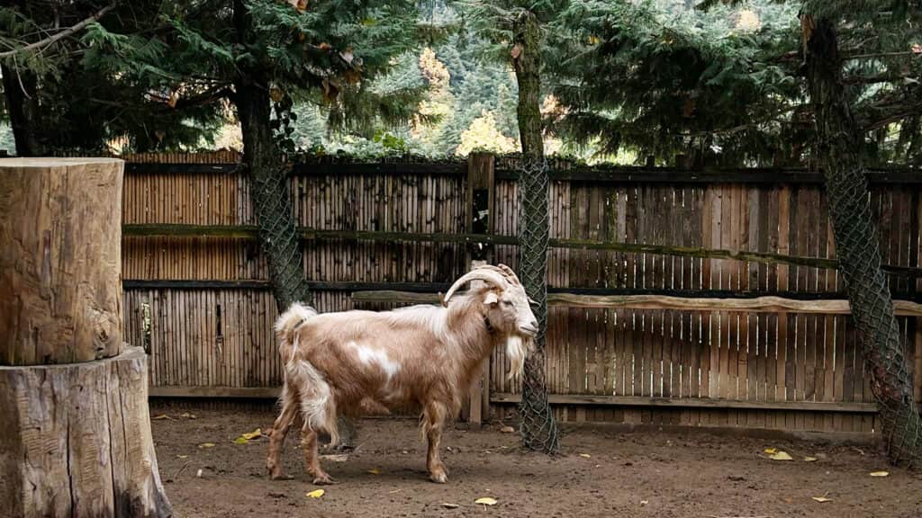 The Journey Of Remembering Holistic Retreat 5