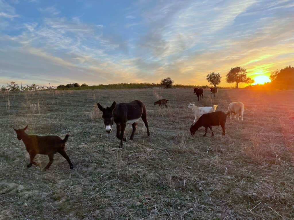 Tabula Rasa Retreat™ 6