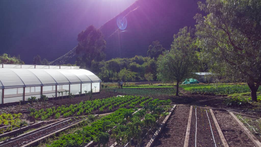 Árbol de la Vida - Integrative Wellness & SPA 4