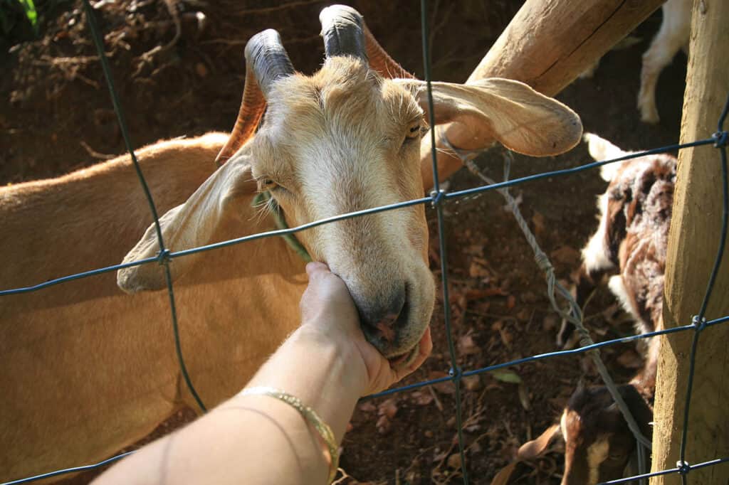 Aloha Ohana Sacred Retreat 8