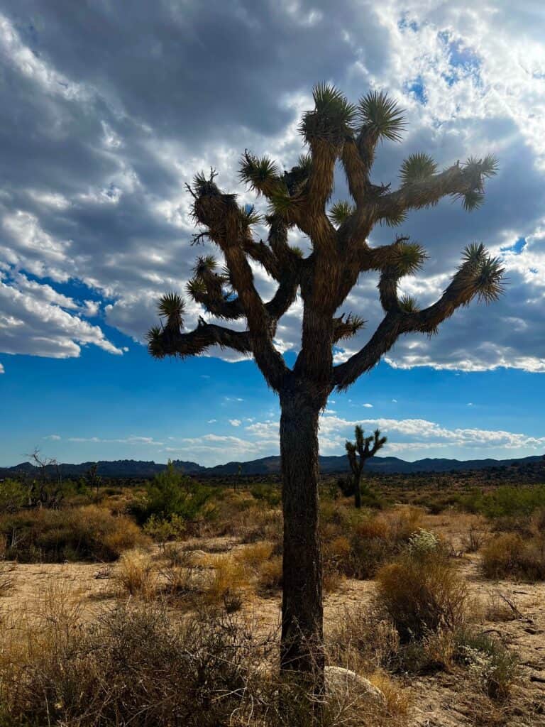 Wild Nomads Retreats 4