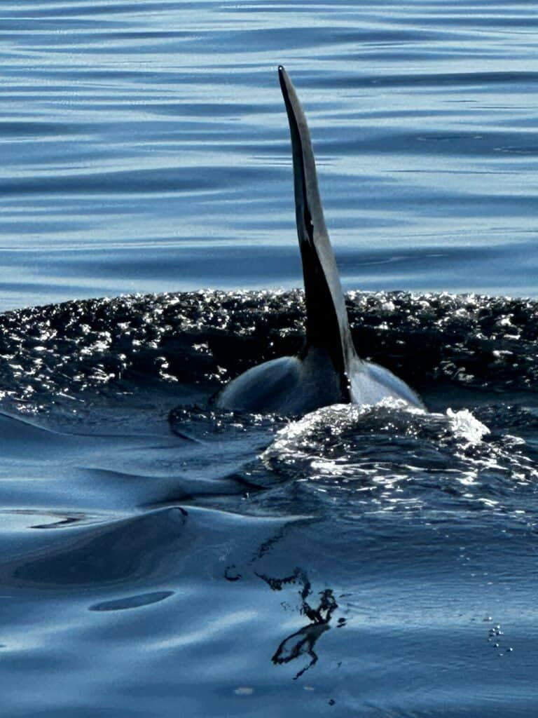 Hoonah Matata Retreat 8