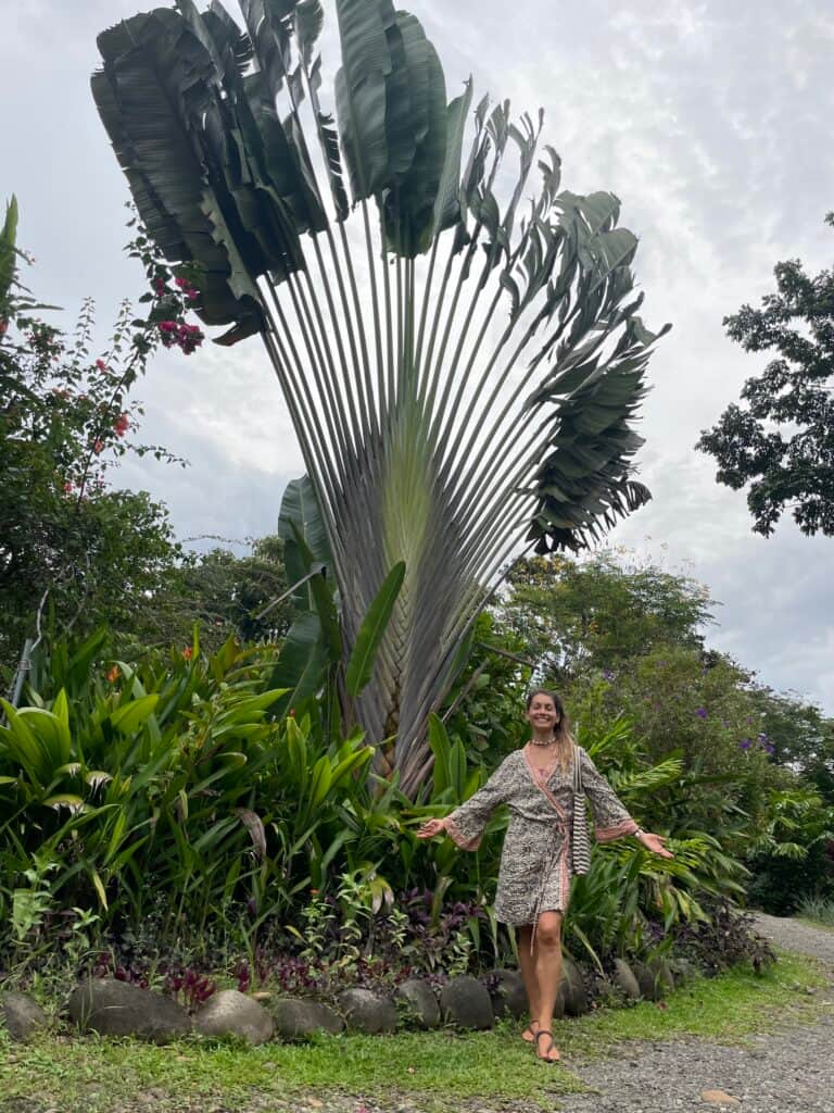 School of Psychedelics 2