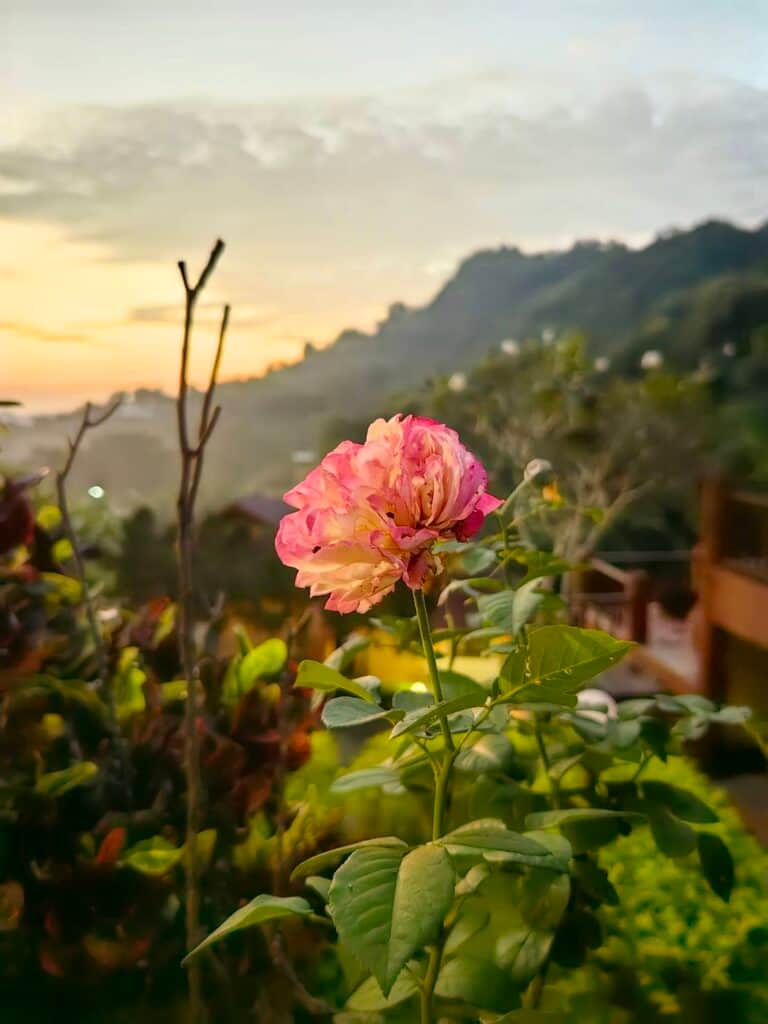 Chiang Mai Wellbeing 5