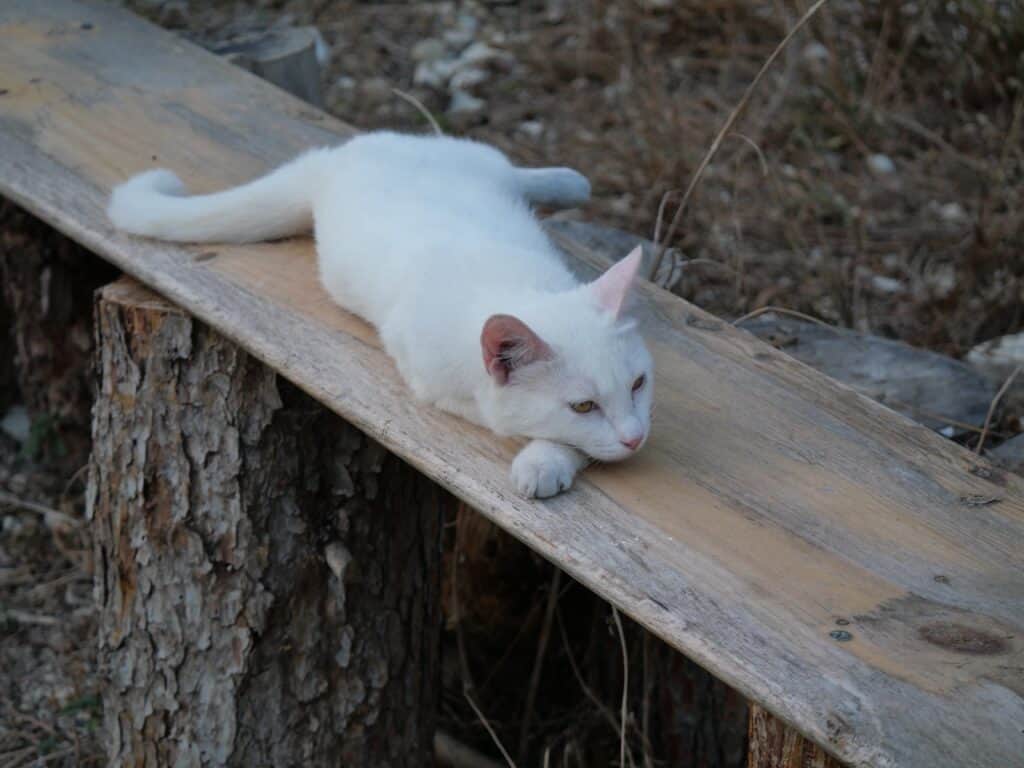 Heart of Pachamama 5