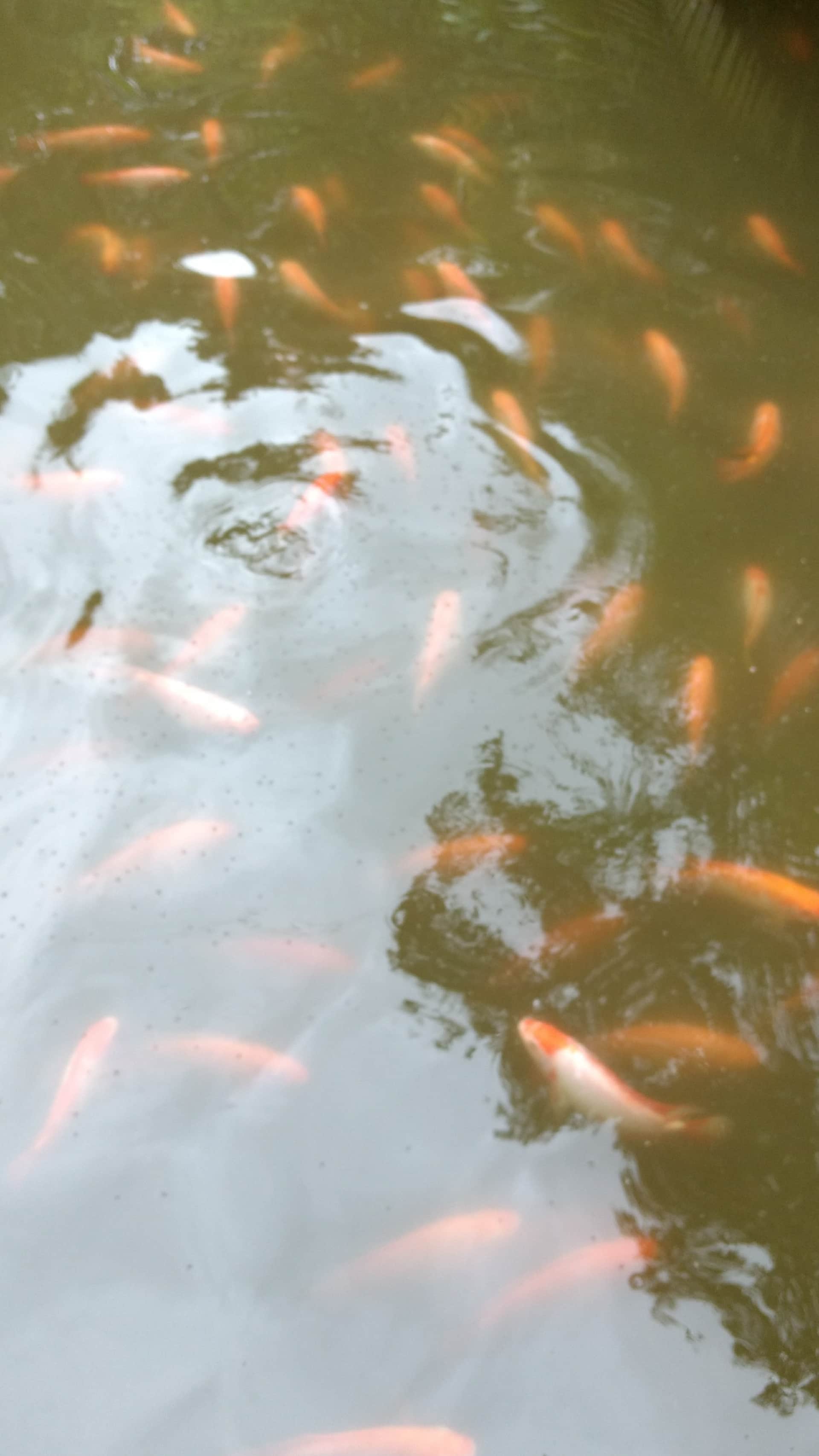 Ayahuasca healing center-Colombia 8