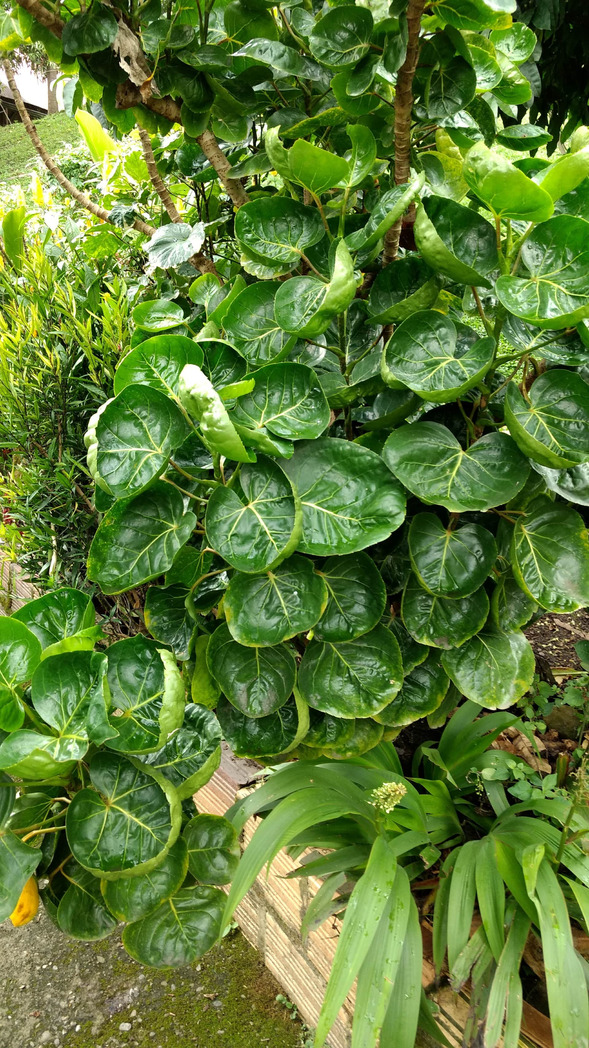 Ayahuasca healing center-Colombia 5