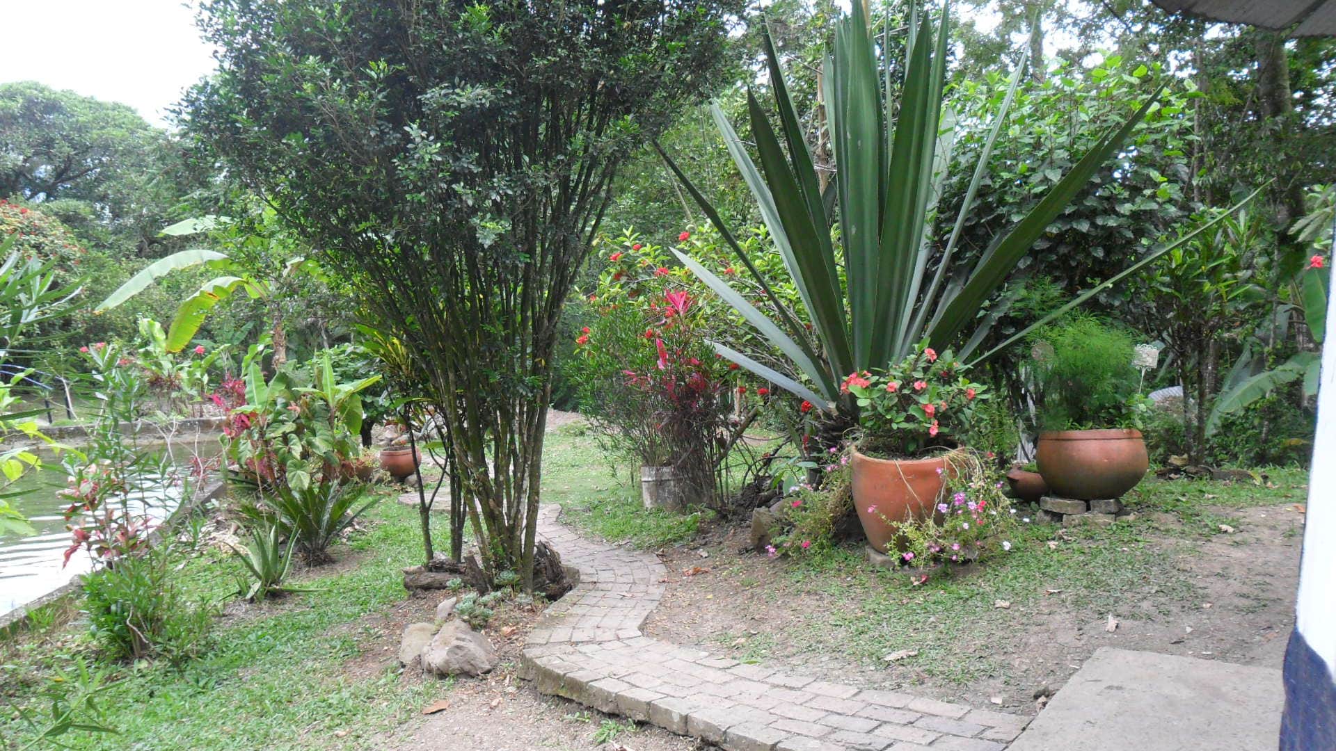 Ayahuasca healing center-Colombia 2