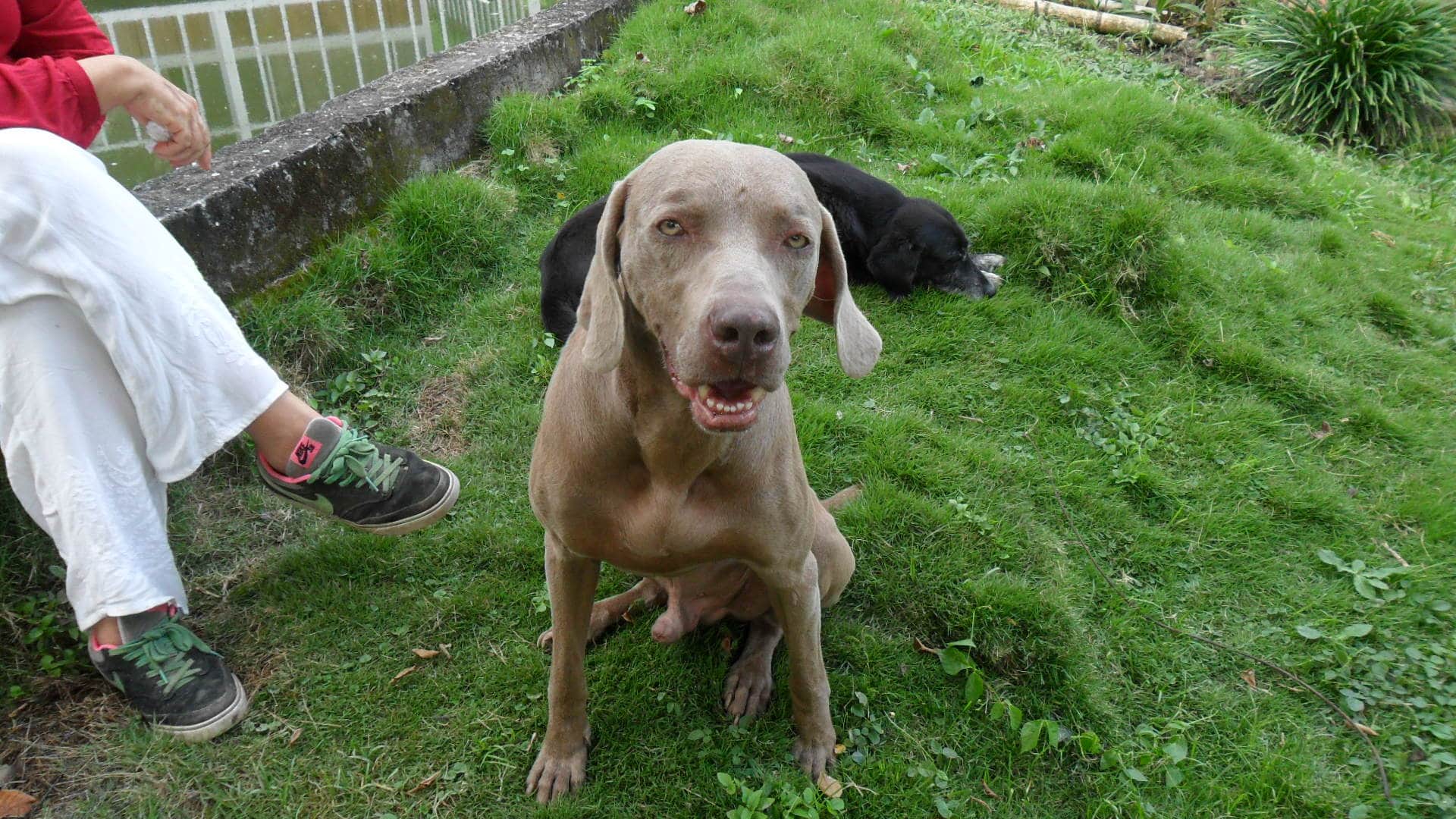 Ayahuasca healing center-Colombia 7